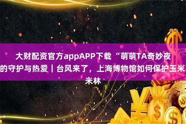 大财配资官方appAPP下载 “萌萌TA奇妙夜”的守护与热爱｜台风来了，上海博物馆如何保护玉米林